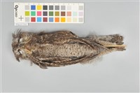 藏品(領角鴞)的圖片